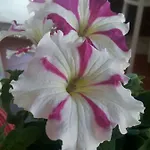 Alma Nua Bed and breakfast Terrasini