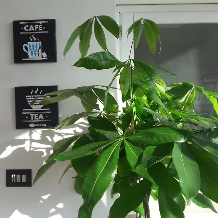 Alma Nua Bed & Breakfast Terrasini